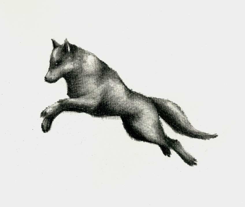 A picture of a wolf leaping into the air